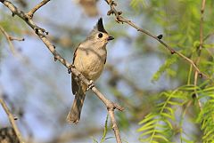 Black-crested Titmouse